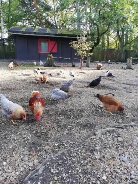istock Happy chickens outdoors 1184019471