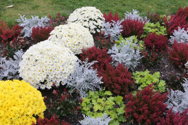 istock Yellow and white chrysanthemums. Plantations. All Saints' Day. 1184020562