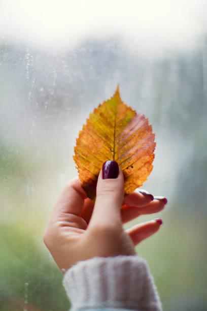 istock beautiful orange autumn leaf in the hand 1184020577