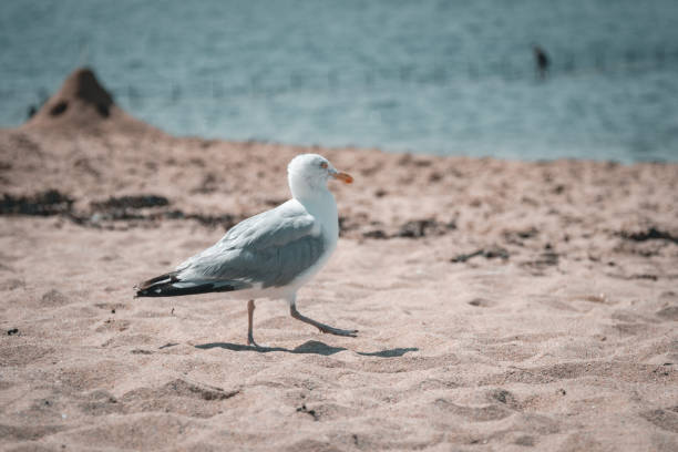 Gull on the sand Go"land walking on the beach of the town of Saint Malo. kelp gull stock pictures, royalty-free photos & images