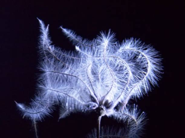 istock seeds of plants illuminated at night 1184022628