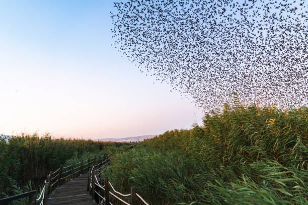 istock A shape created by a large flock of starlings, flying together in moving patterns before roosting at dusk. 1184022633