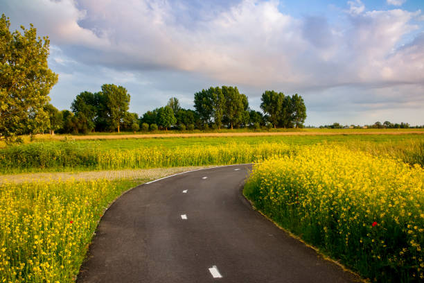 istock pathway between wild flower fields spring time landscape photo 1184022707