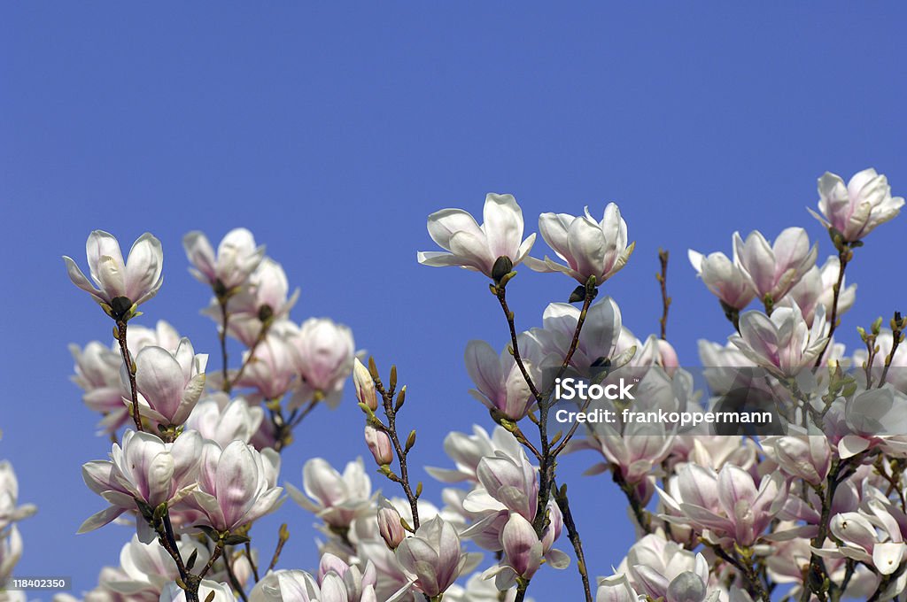 Magnolia - Lizenzfrei Blau Stock-Foto