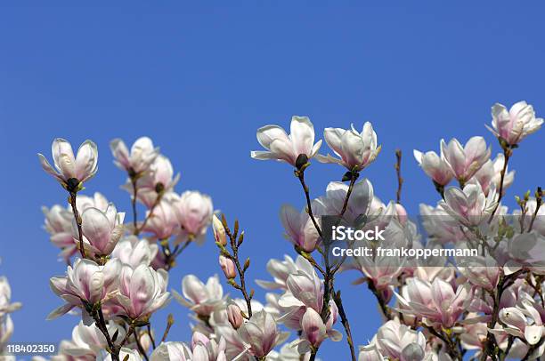 Magnolia Stockfoto und mehr Bilder von Blau - Blau, Blume, Farbbild