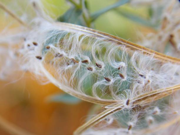 istock small plant seeds in the fall 1184024147