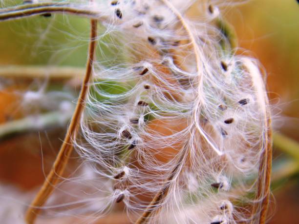 istock small plant seeds in the fall 1184024176