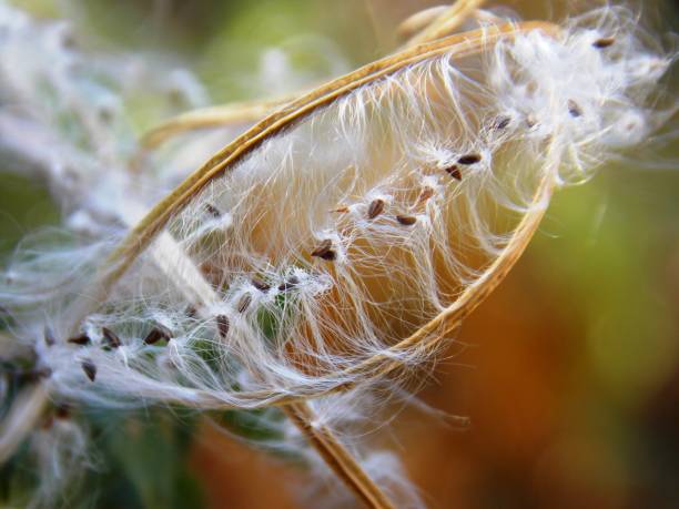 istock small plant seeds in the fall 1184024231