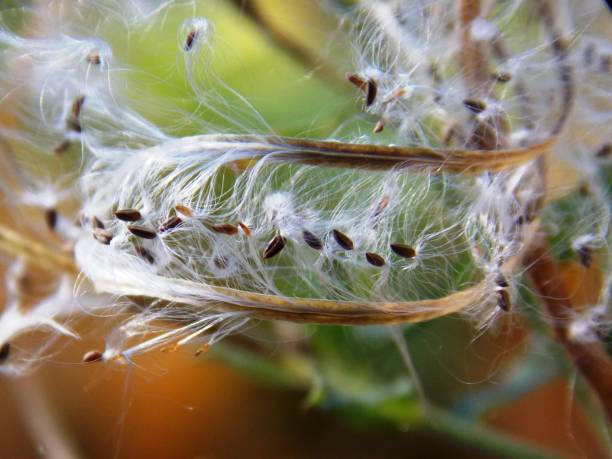 istock small plant seeds in the fall 1184024247