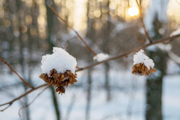 istock Dry branch under the snow, selective focus 1184024278