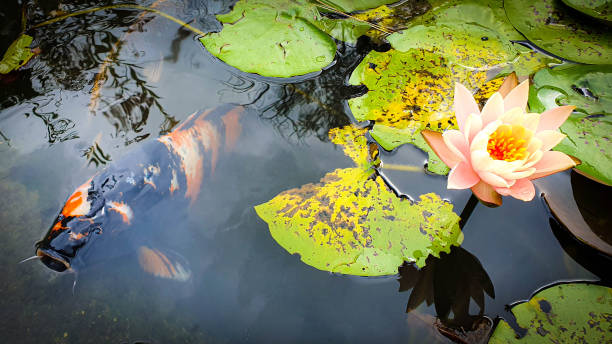 istock Isolated water lily closeup at summer day 1184024337