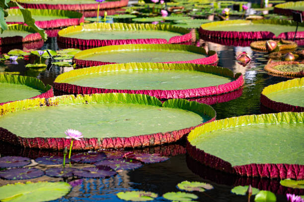 istock Giant amazon water lily closeup at the pond 1184024388