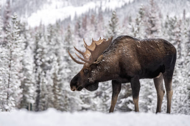 alce a jasper canada - canada moose winter snow foto e immagini stock