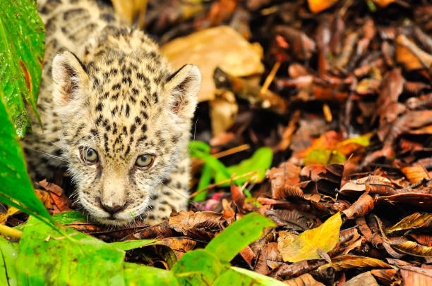 istock Young jaguar in the amazon jungle 1184025475