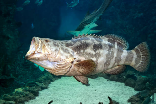 Goliath grouper (Epinephelus itajara) with open mouth. Close up Goliath grouper (Epinephelus itajara) with open mouth catches prey. Close up fish with big lips stock pictures, royalty-free photos & images