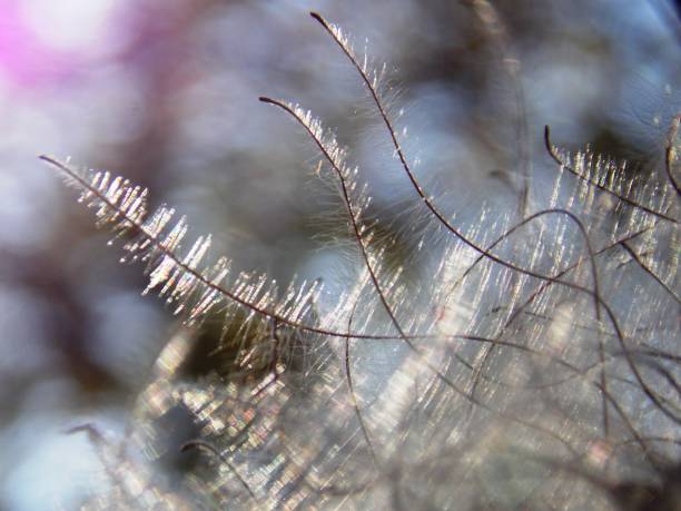 istock white plant seeds in the fall 1184025733