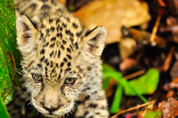 istock Jaguar in the amazon jungle 1184025767
