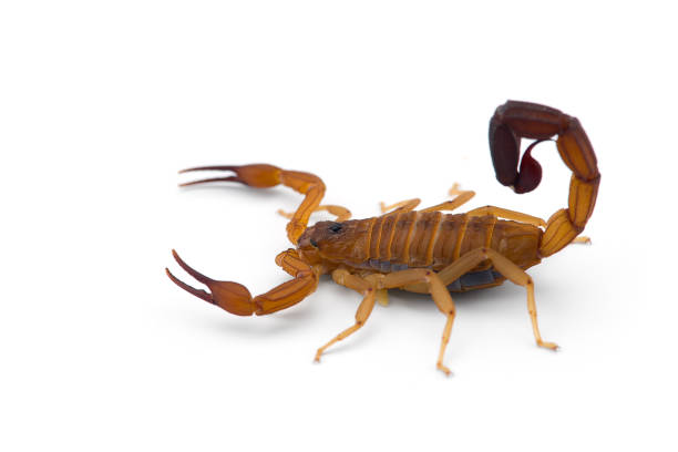 istock African venom Scorpion isolated on white background 1184025870