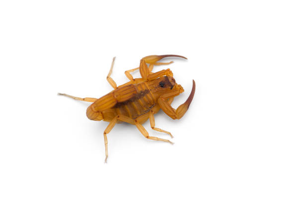 istock African venom Scorpion isolated on white background 1184025874