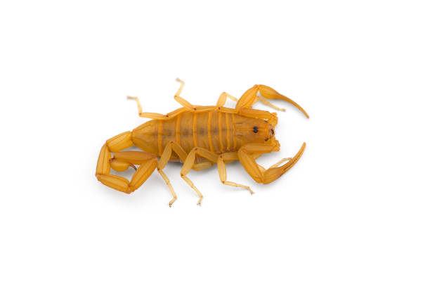 istock African venom Scorpion isolated on white background 1184025875