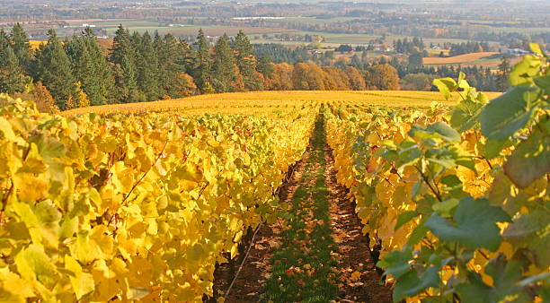Autumn Vineyard stock photo