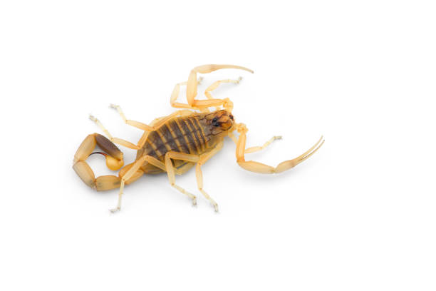 istock African venom Scorpion isolated on white background 1184025891