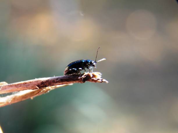 istock a small blue beetle on a dry plant 1184026639