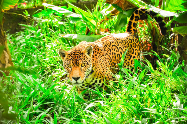 istock Jaguar in the amazon jungle 1184026646