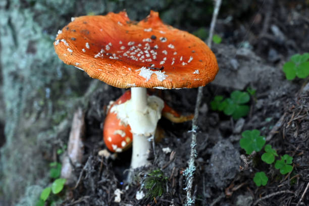 Amanita mushroom (Amanita muscaria) commonly known as the fly agaric or fly amanita, grows in the wild. This poisonous mushroom, noted for its hallucinogenic properties, was photographed in the Alaskan forest, Denali National Park, Alaska.