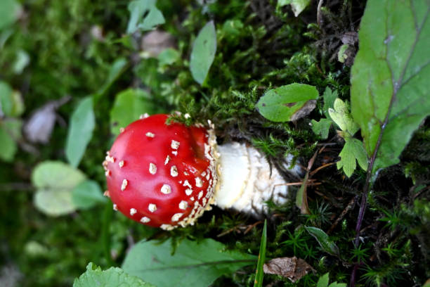 istock Fly agaric (mushroom with red hat) Fliegenpilz toxic 1184026748