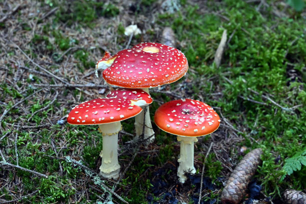 istock Fly agaric (mushroom with red hat) Fliegenpilz toxic 1184026806