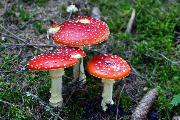 istock Fly agaric (mushroom with red hat) Fliegenpilz toxic 1184026834