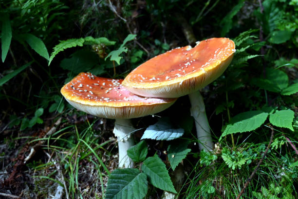 istock Fly agaric (mushroom with red hat) Fliegenpilz toxic 1184026916