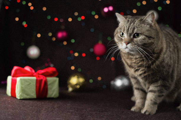 istock A cat sits next to a gift box on a background of festive lights. 1184027184