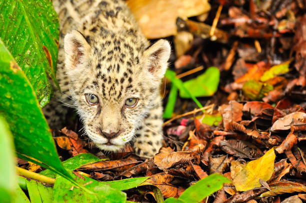 istock Young jaguar in the amazon jungle 1184027453