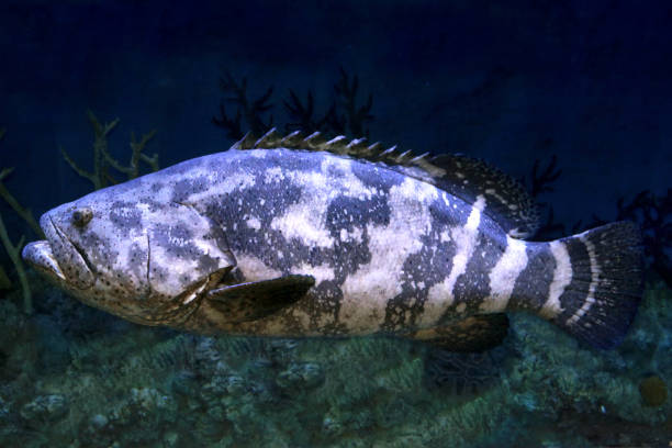 Goliath grouper (Epinephelus itajara) in deep water. Goliath grouper (Epinephelus itajara) in deep water. Close up fish with big lips stock pictures, royalty-free photos & images