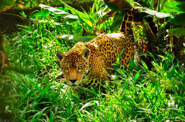 jaguar im amazonas-dschungel - amazonien stock-fotos und bilder