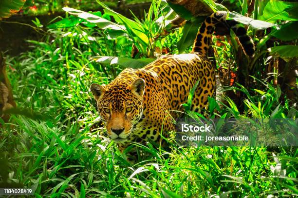 Jaguar In The Amazon Jungle Stock Photo - Download Image Now - Jaguar - Cat, Animal, Rainforest