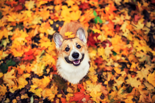portrait of a funny cute puppy red dog Corgi walking in the autumn Park against the background of colorful bright fallen maple leaves and faithfully look up smiling