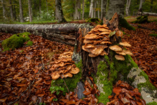 hongos en un árbol caído en el bosque de entzia - álava fotografías e imágenes de stock