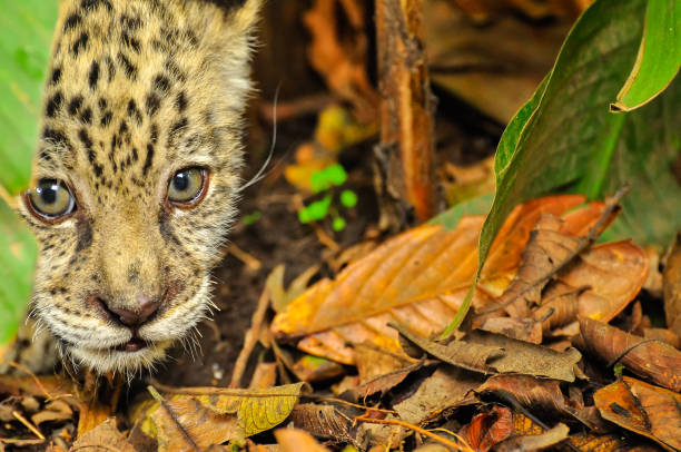 istock Young jaguar in the amazon jungle 1184030978
