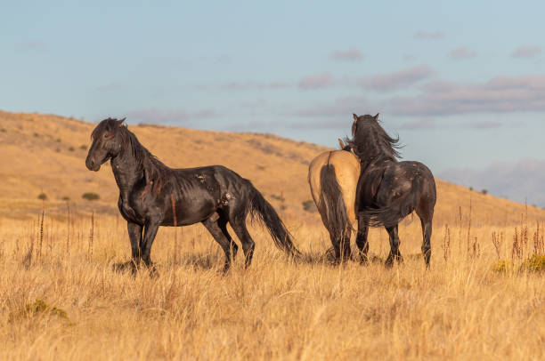 istock Wild Horses in the Utah Desert 1184032049