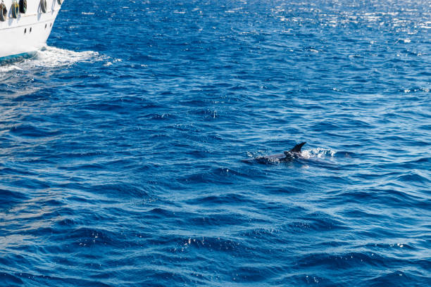 istock Dolphins swimming in Red sea 1184032078