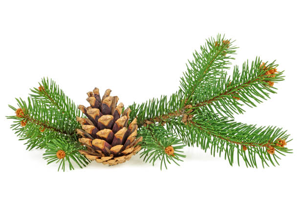 istock Brown pine cone and fir branches isolated on white background 1184032168