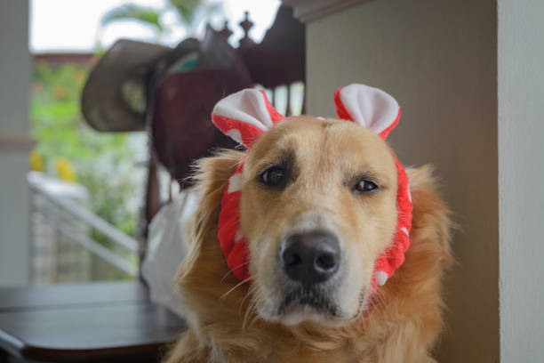 istock Golden Retriever wearing a red ear 1184034053