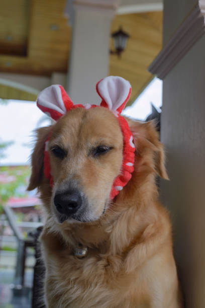 istock Golden Retriever wearing a red ear 1184034062