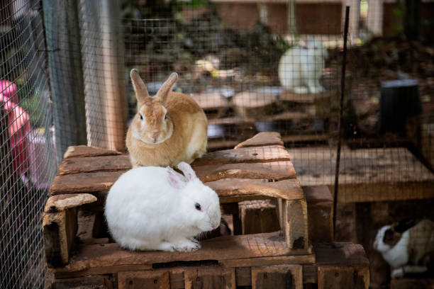 istock Many rabbits are in a large cage 1184034142