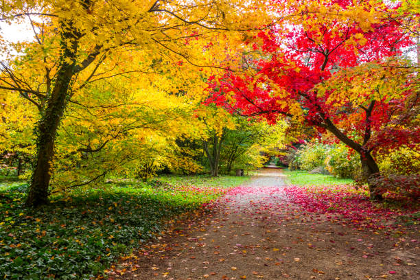 istock autumn in the park 1184035071