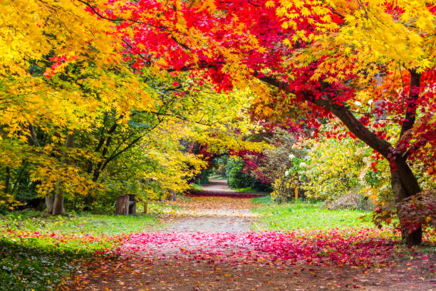 istock autumn in the park 1184035124