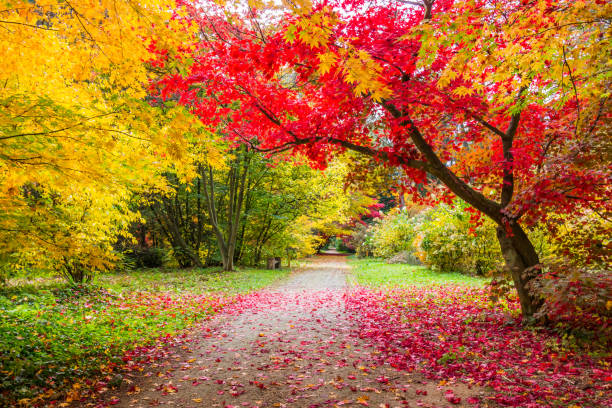 istock autumn in the park 1184035126